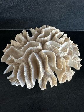 Natural White Coral Sculpture Decorative Accent 9"